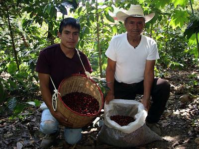 Precio mundial del café impacta positivamente al mercado poblano