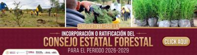 reforestacion