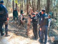 Con operativo interestatal fueron asegurados m&aacute;s de 90 troncos de madera