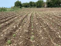 SADR atiende oportunamente afectaciones por granizada en cultivos de Atlixco