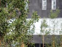 Bosque urbano en CIS y Parque Ecol&oacute;gico se fortalece con 2 mil nuevos &aacute;rboles