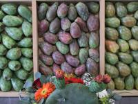 Puebla logra protecci&oacute;n del IMPI para la Tuna Rojo Vigor