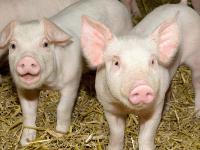 Granjas Carroll realiza donación de cerdos a casas del SEDIF Puebla