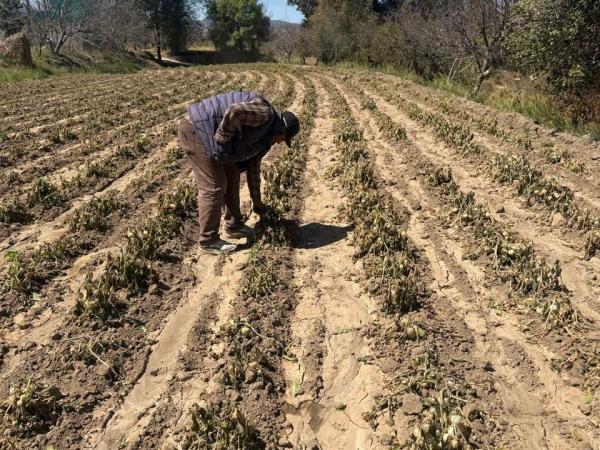 Gobierno de Puebla realiza atención inmediata ante afectaciones agrícolas por bajas temperaturas