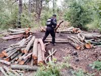 Polic&iacute;a Forestal destruye 11 hornos clandestinos para deshidratar madera