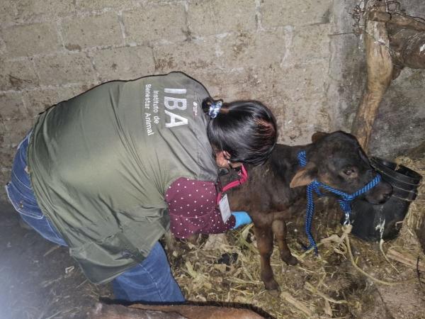 IBA y Fiscalía suman acciones para proteger animales de granja en Atlixco