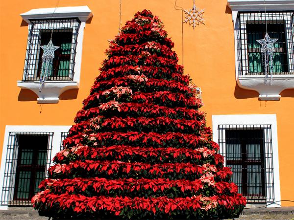 Instalan en Casa Aguayo árbol de navidad de Nochebuena