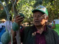 Productores aguacateros fortalecen conocimientos t&eacute;cnicos para impulsar la producci&oacute;n estatal