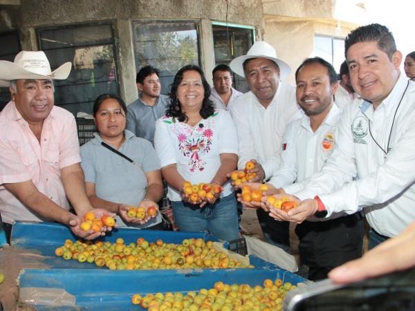 Arranca la temporada de producción de tejocote 2025