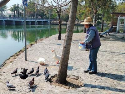 Patos y otras especies del Parque Ecol&oacute;gico gozan de buena salud: Bienestar Animal