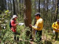 Fortalece Gobierno de Puebla el parque La Malinche con 50 mil nuevos pinos