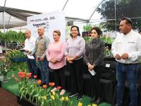 Inicia la temporada del Tulipán Holandés en Puebla