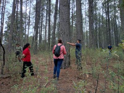 Vigilancia permanente en La Malinche controla la presencia del insecto descortezador