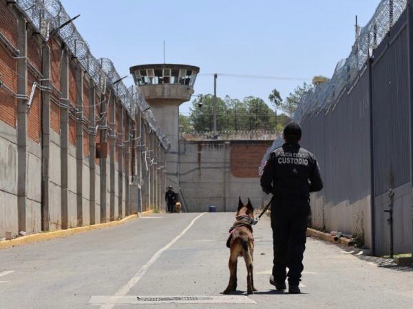 Unidad Cinotáctica K9 de Centros Penitenciarios obtiene certificación: SSP