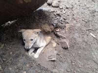 Flor del Bosque: un ecosistema sano que alberga vida